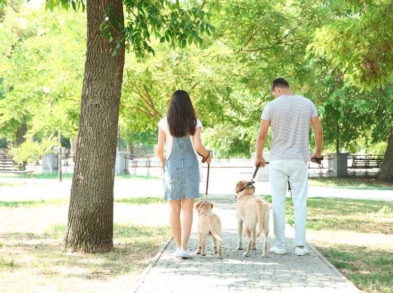 couple on date walking dogs in the park